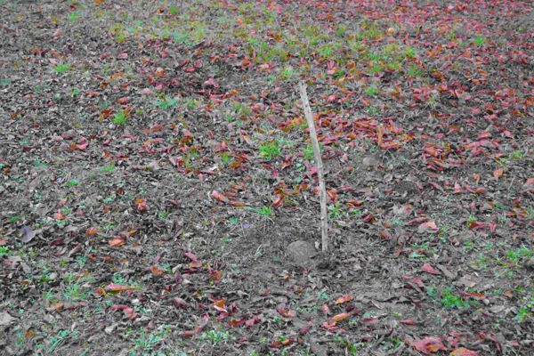 Kazimierz Abramowicz